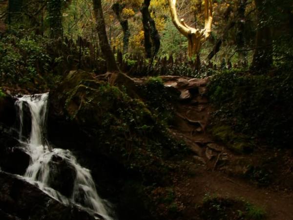 La Forêt de Brocéliande, Paimpont,&nbsp;France