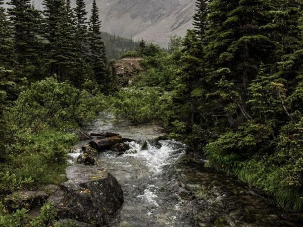 Pulmones de follaje, suspiro de bruma: respiro con el&nbsp;bosque