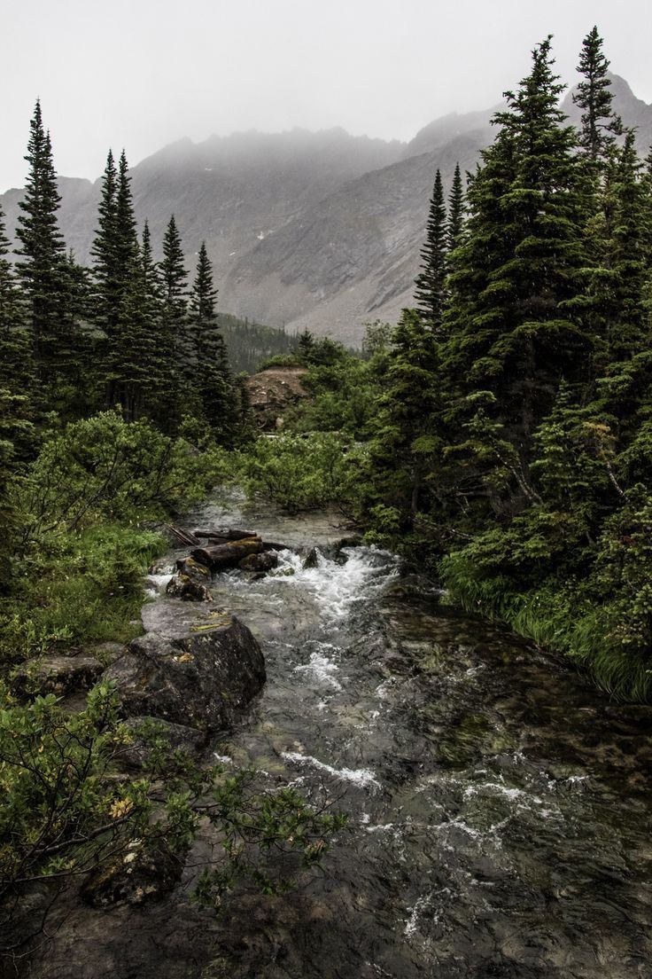 Pulmones de follaje, suspiro de bruma: respiro con el&nbsp;bosque