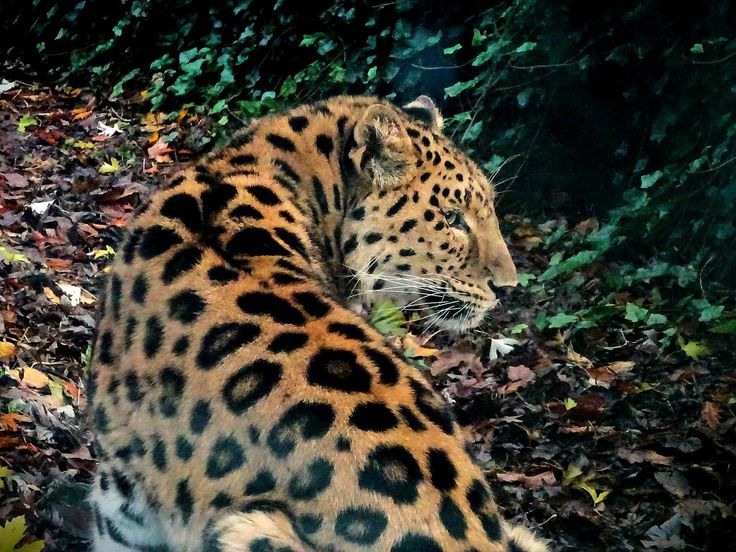 El jaguañeñén-hablando jaguareté merodeando por la&nbsp;jaguaretama